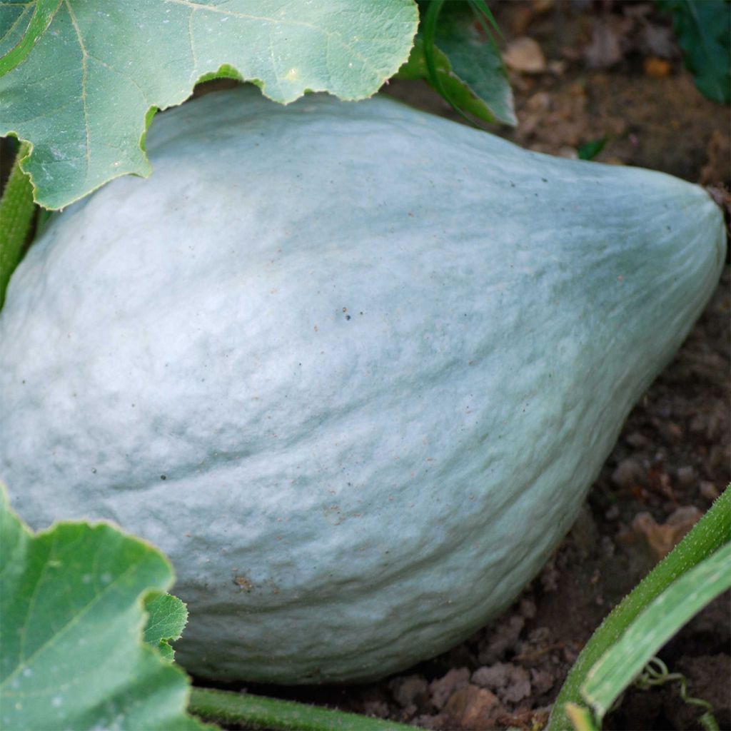 Squash Blue Hubbard - Ferme de Sainte Marthe Seeds