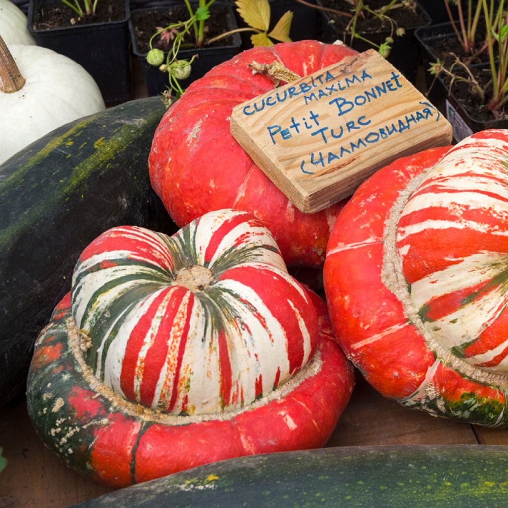 Squash Petit Bonnet Turc - Ferme de Sainte Marthe Seeds