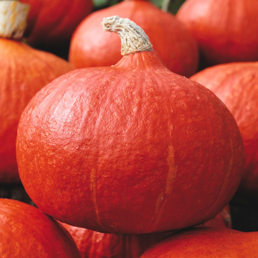 Kabocha squash Orange Summer F1