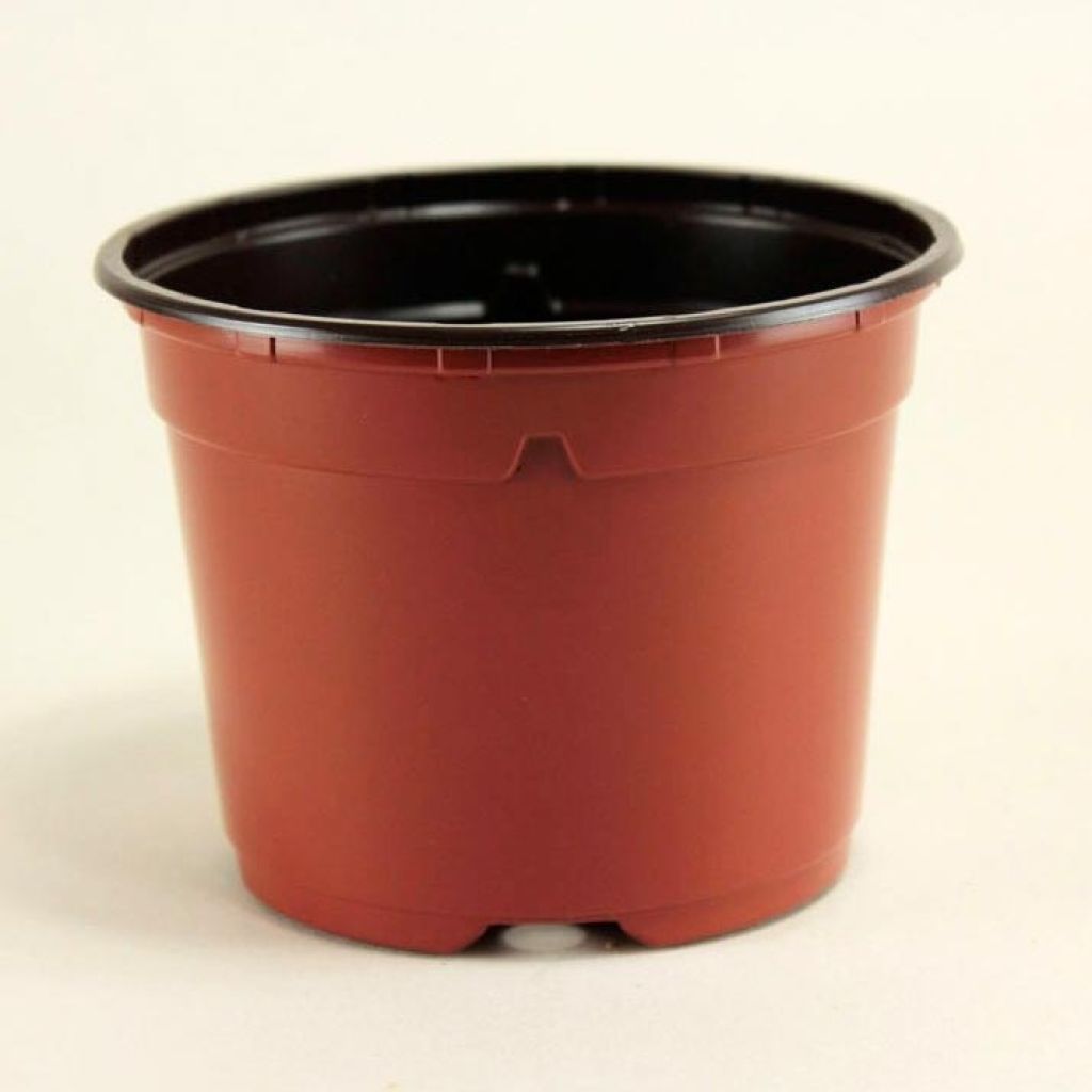 Round terracotta pots