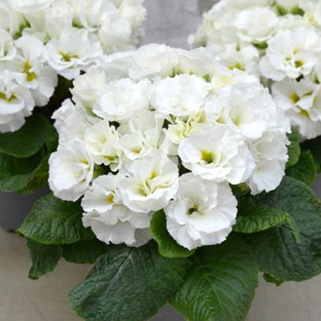 Primula vulgaris Frilly White - Primrose