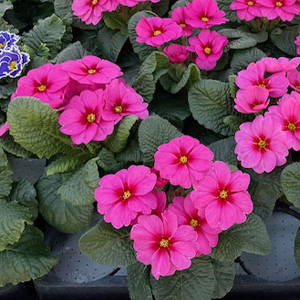 Primula Raesberry Rose - English Primrose