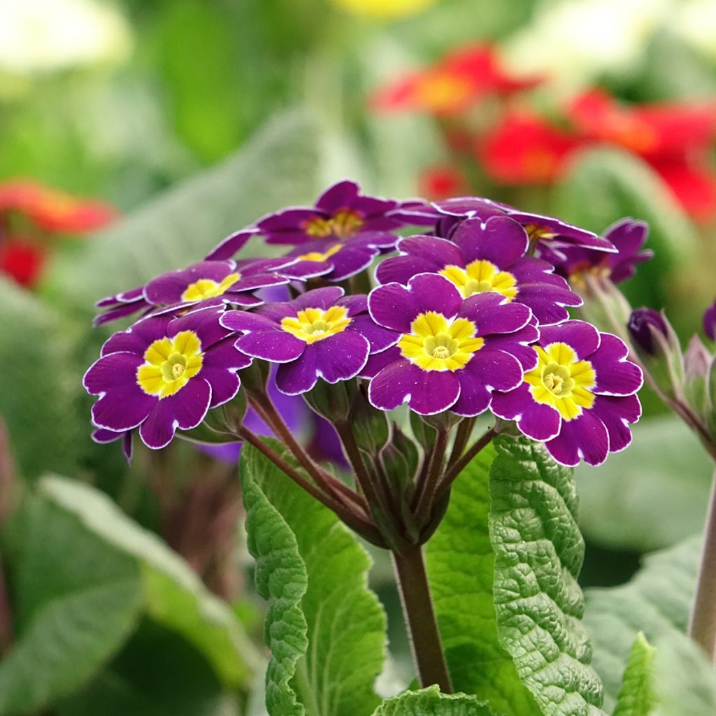 Primula elatior Veristar Late Twinkle Violet - Primula Crescendo Mix seeds - Oxlip