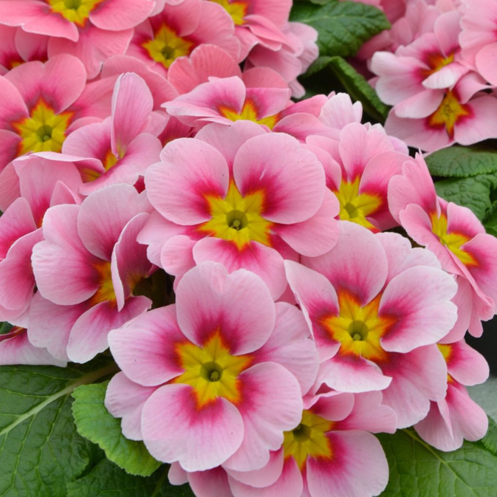 Primula vulgaris Cherryblossom F1 - English Primrose