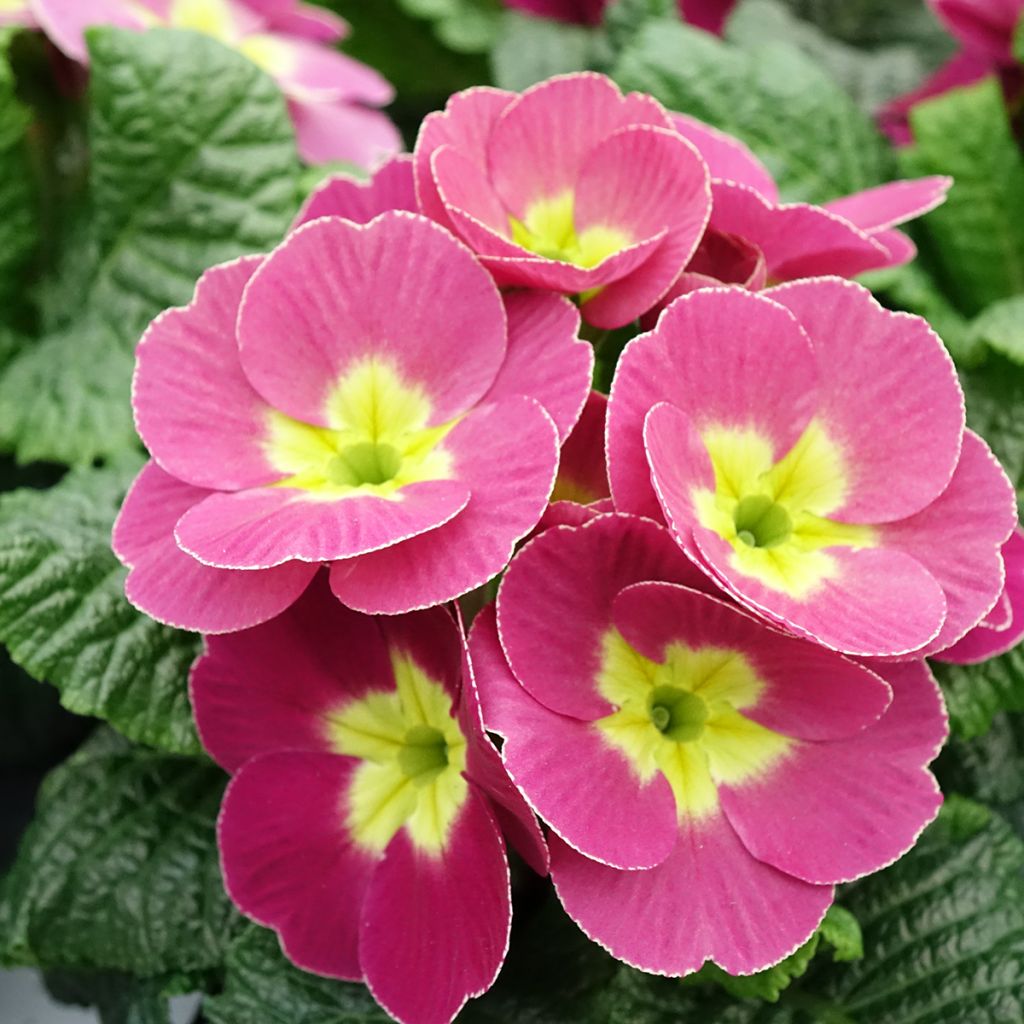 Primula pubescens Plums & Custard - Tyrol Primrose
