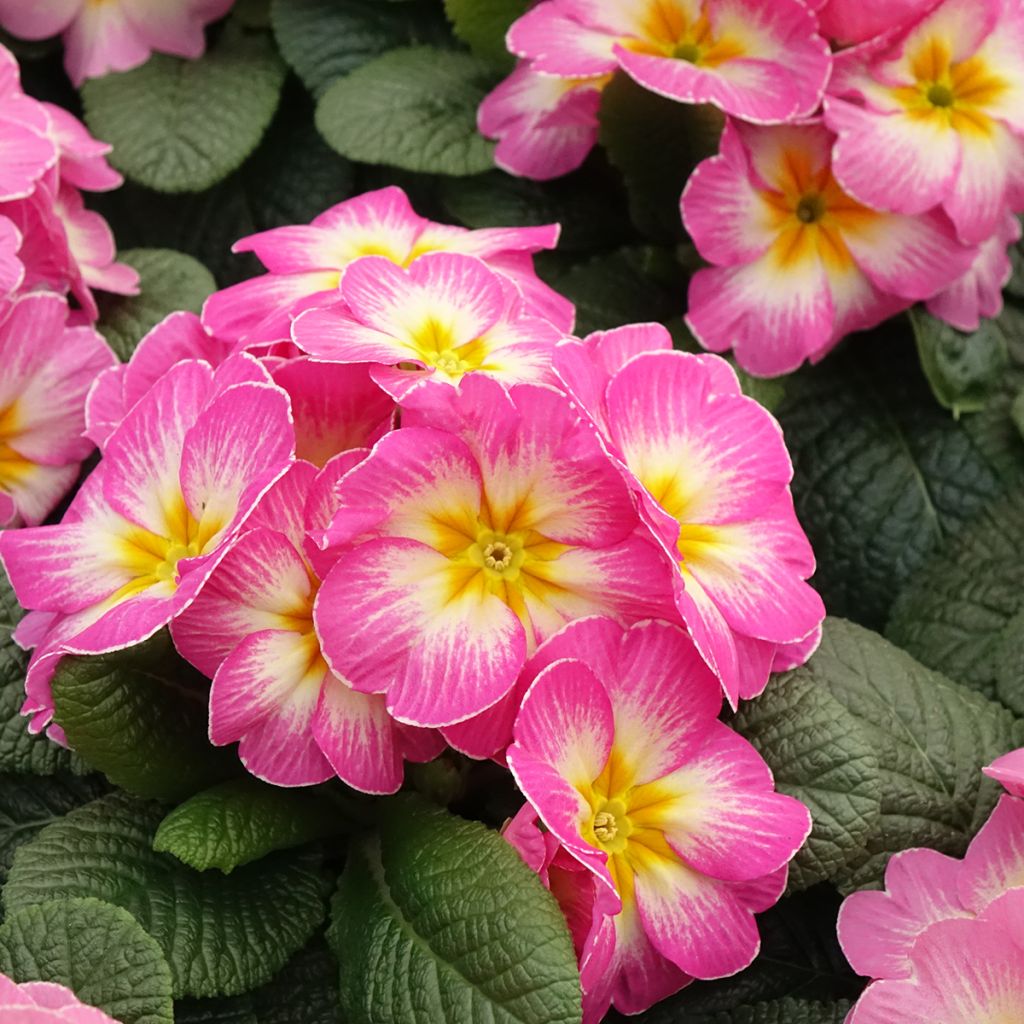 Primula vulgaris Lipstick- English Primrose