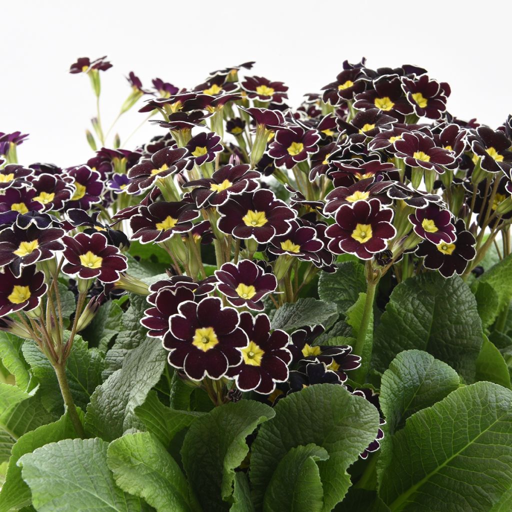 Primula Black Laced - Oxlip