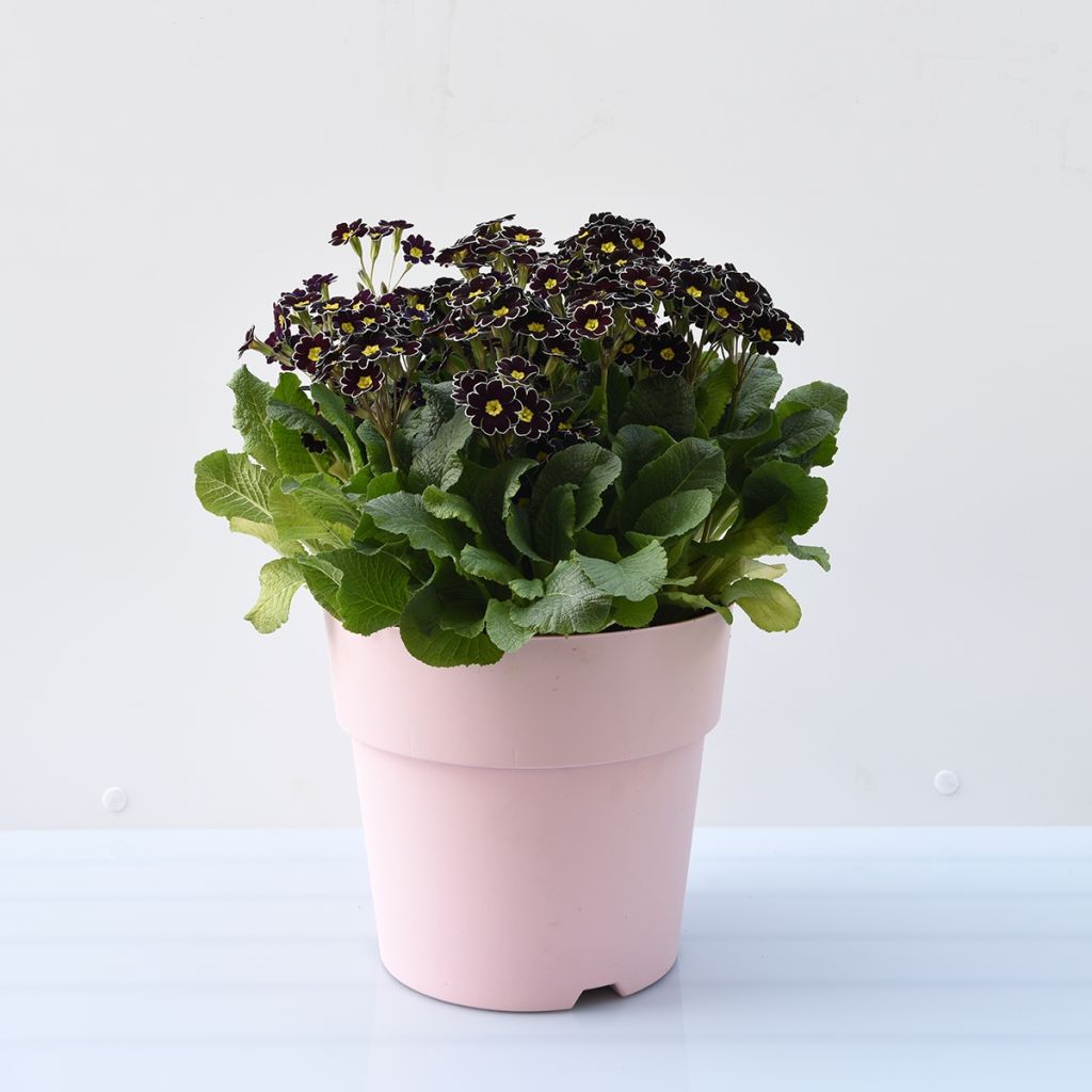 Primula Black Laced - Oxlip