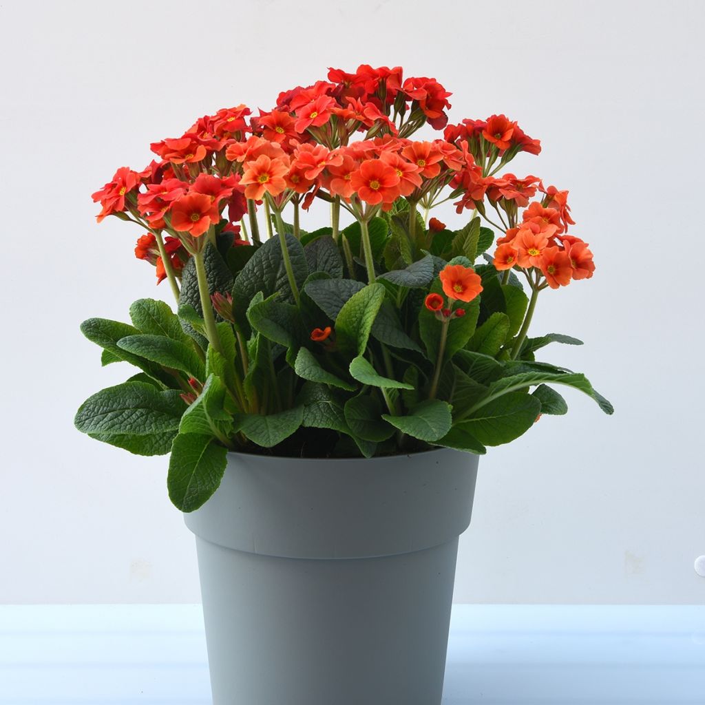 Primula Cottage Shades - Oxlip