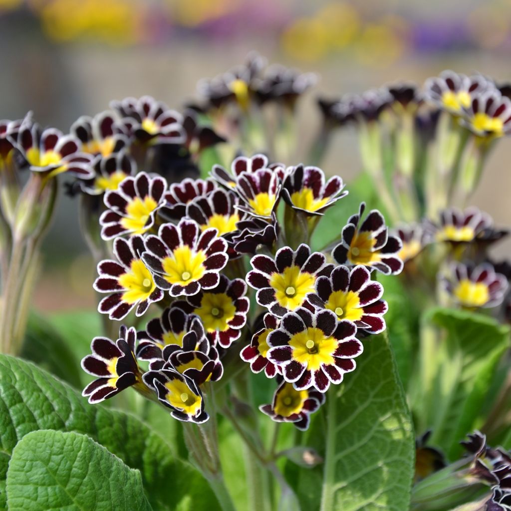 Primula Mister Silver Laced - Oxlip