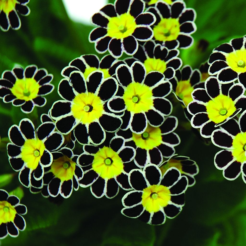 Primula Mister Silver Laced - Oxlip