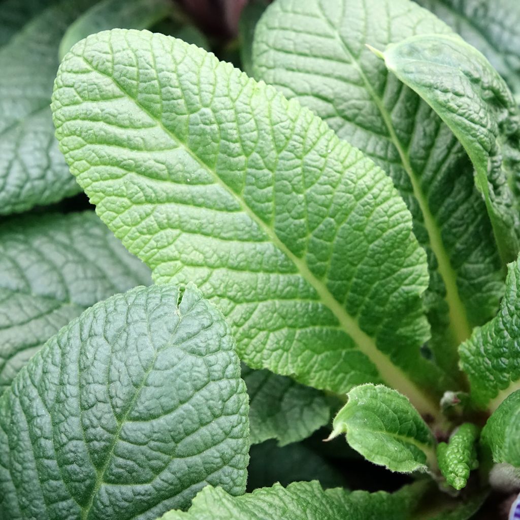 Primula vulgaris Zebra Blue- English Primrose
