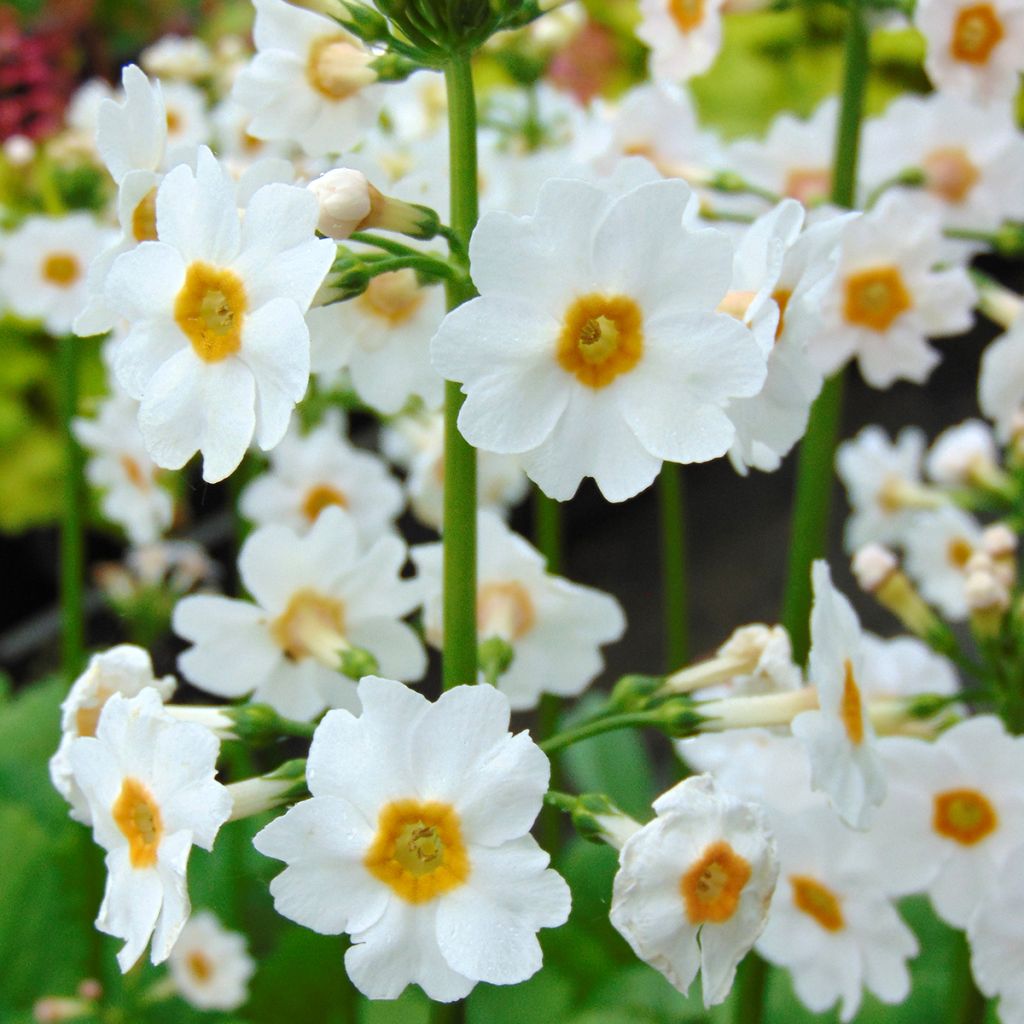 Primula japonica Alba - Japanese Primrose