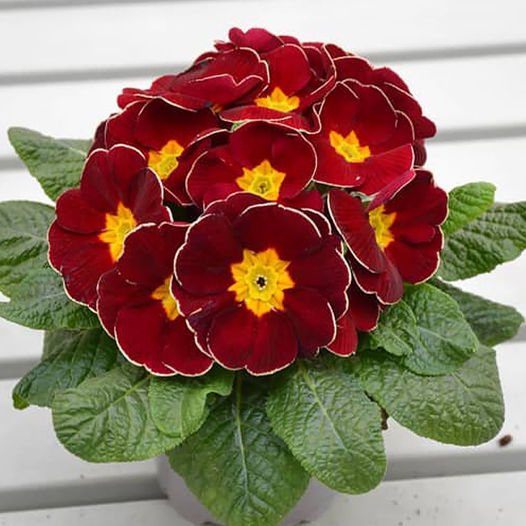 Primula Charlie Wine Red Edge F1 - Primrose