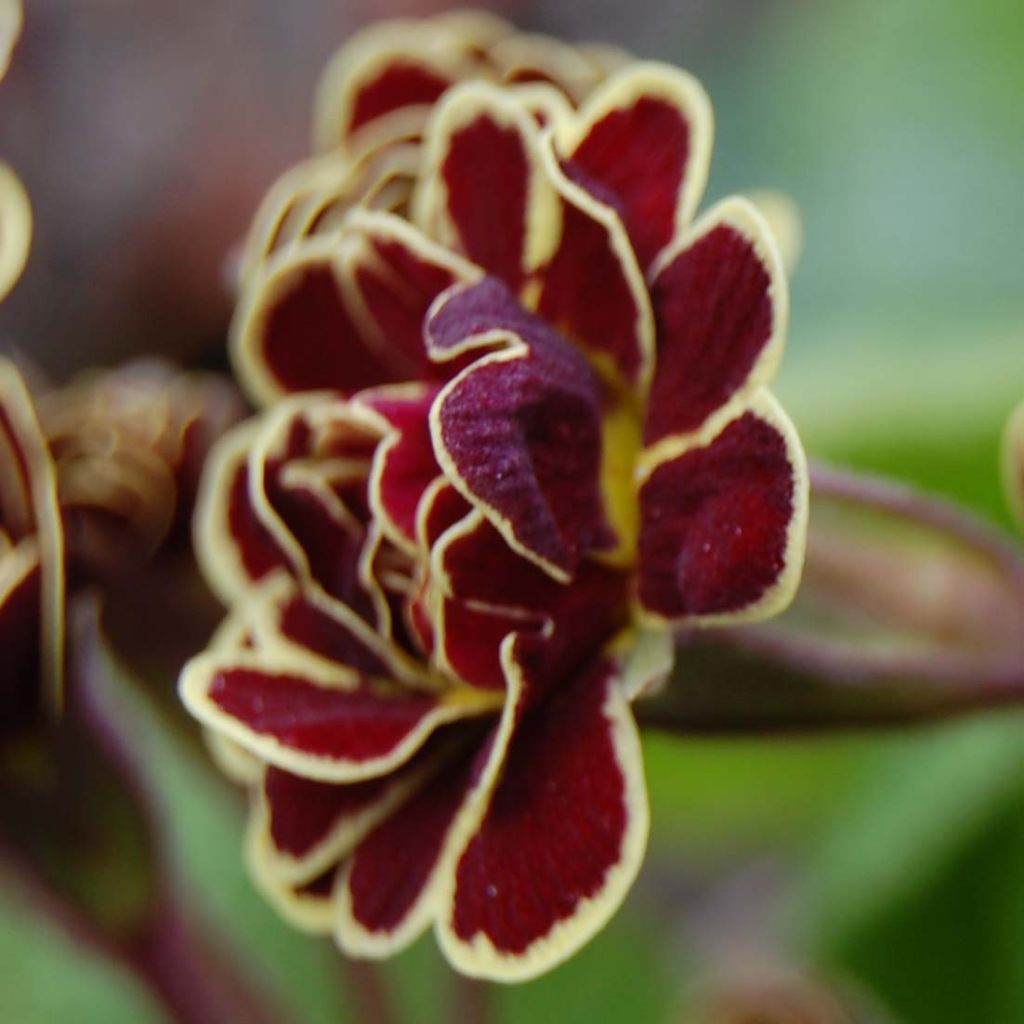 Primula x hybrida Elizabeth Killelay