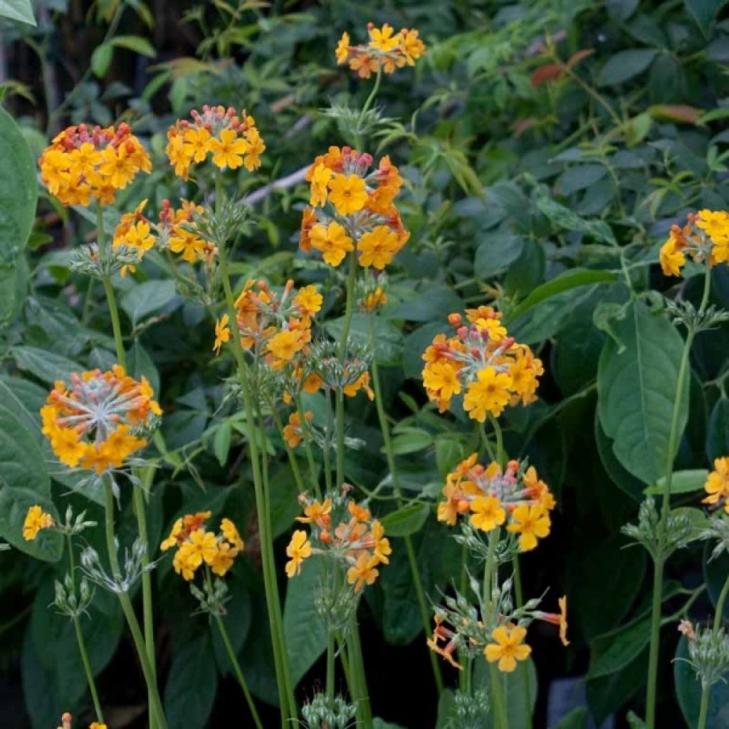 Primula bulleyana - Primrose