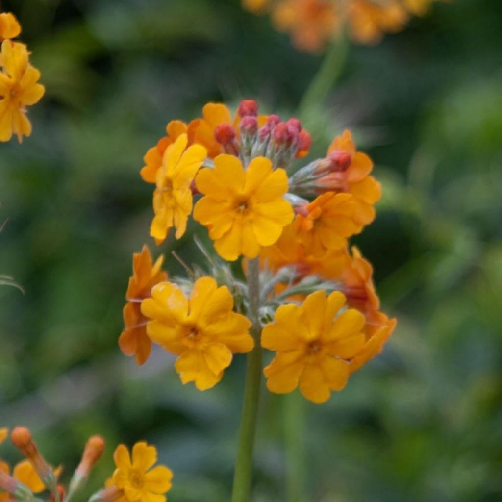 Primula bulleyana - Primrose