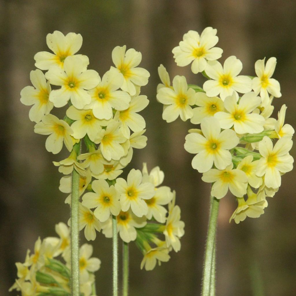 Primula elatior Double Rubens - Oxlip