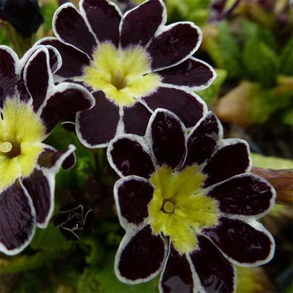 Primula eliator Victoriana Silver Lace Black - Oxlip