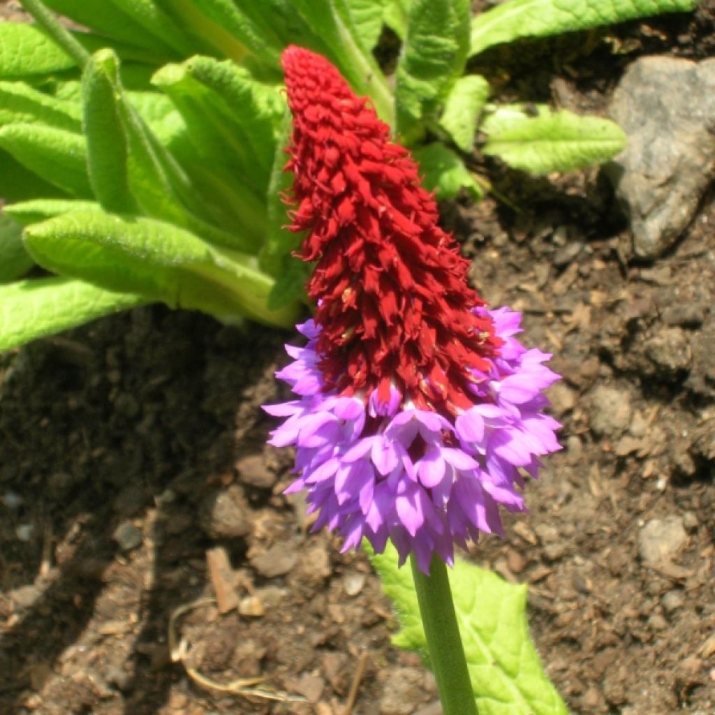 Primula vialii - Vial's Primrose