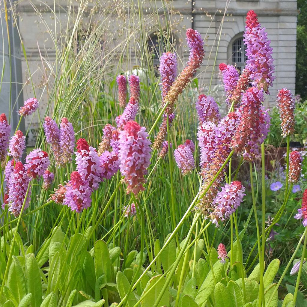 Primula vialii - Vial's Primrose