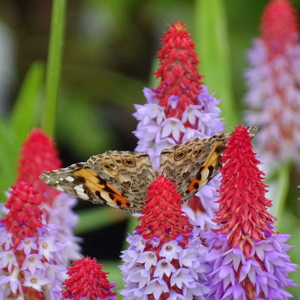 Primula vialii - Vial's Primrose