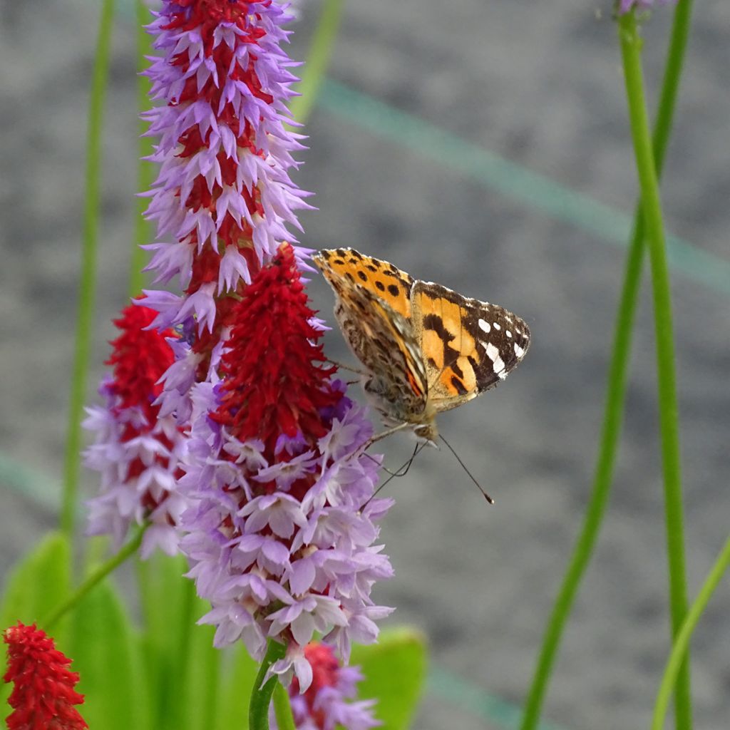 Primula vialii - Vial's Primrose