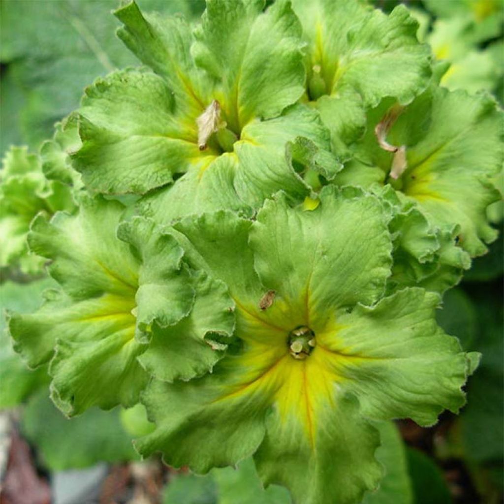 Primula vulgaris Francesca - English Primrose