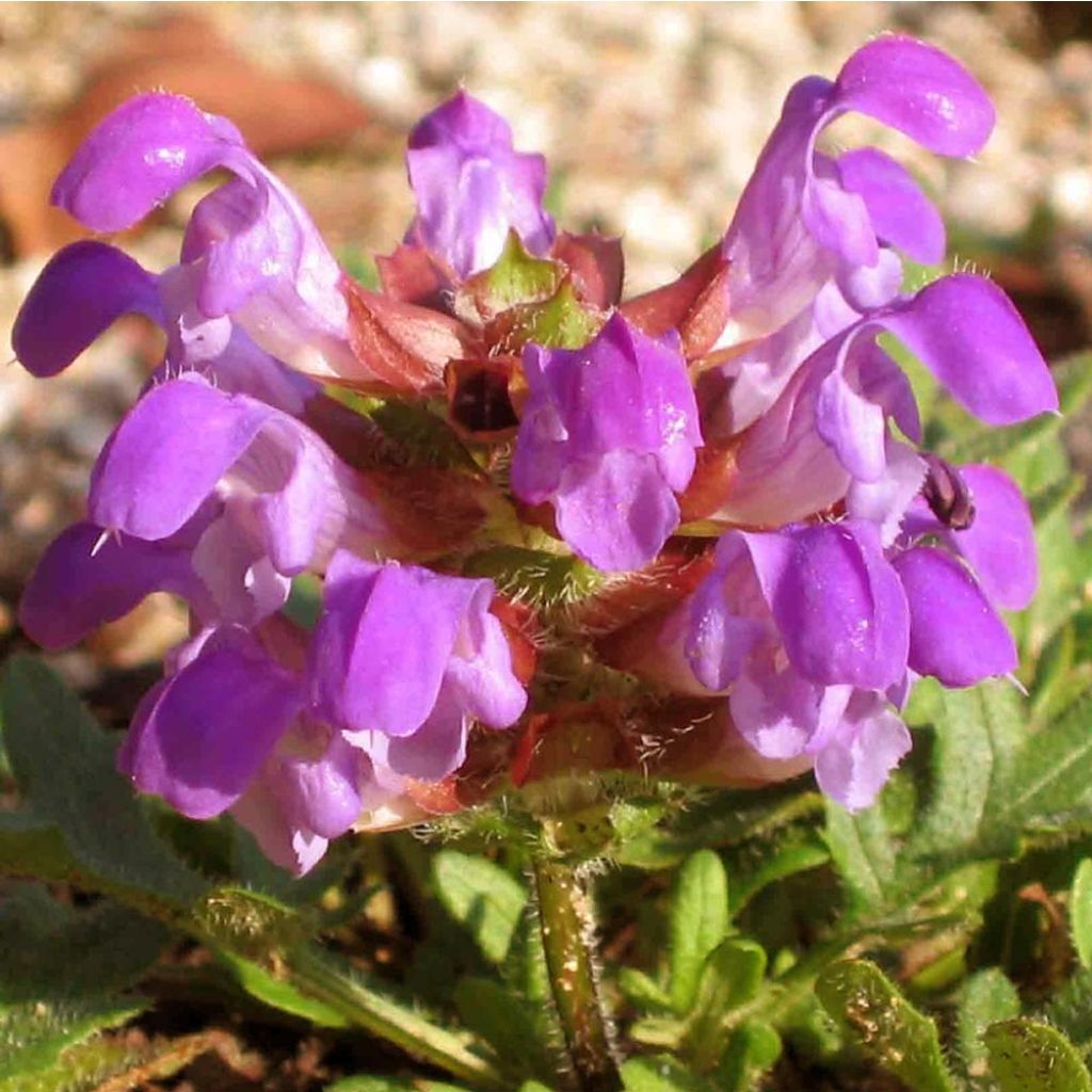 Prunella grandiflora Bella Deep Rose - Self-heal