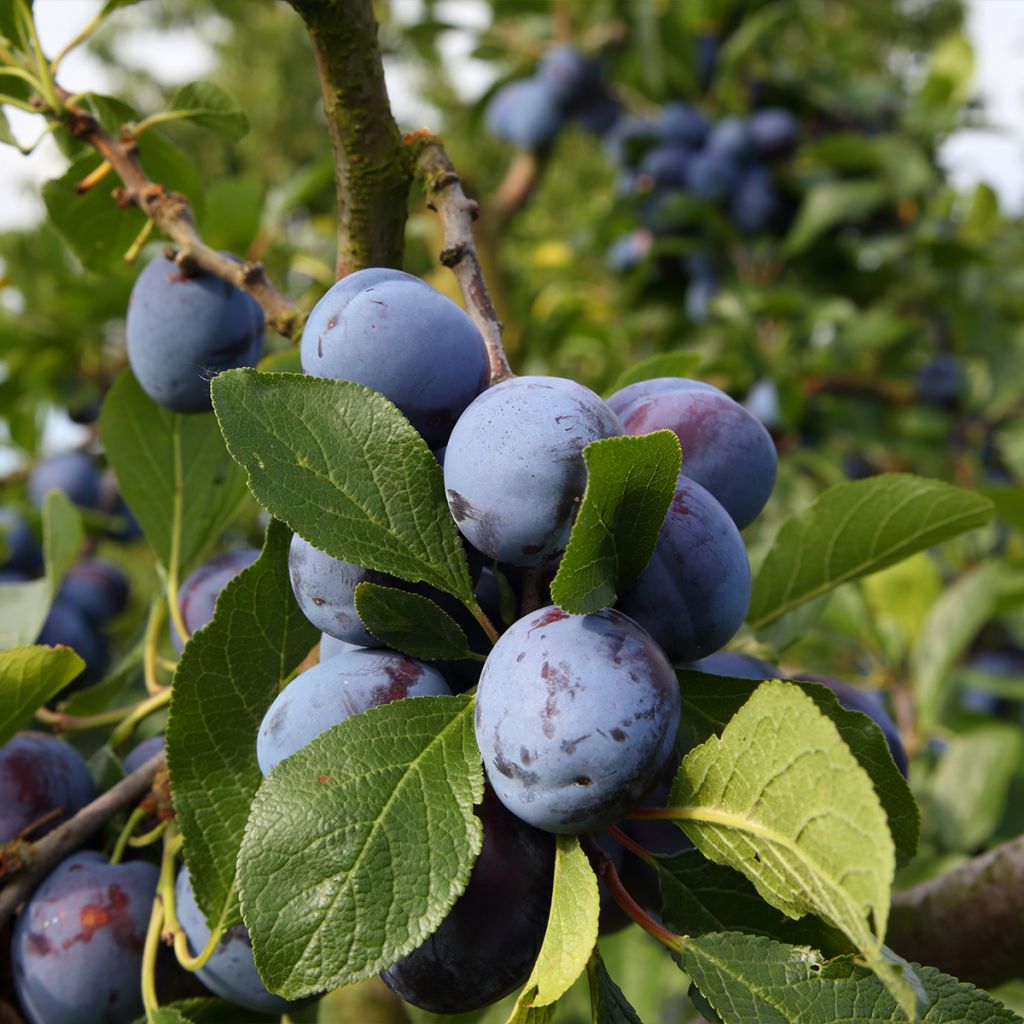 Prunus domestica Bleue de Belgique - Common plum