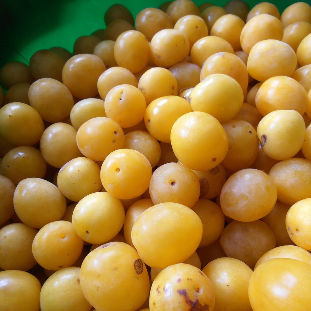 Prunus Mirabelle de Metz - plum
