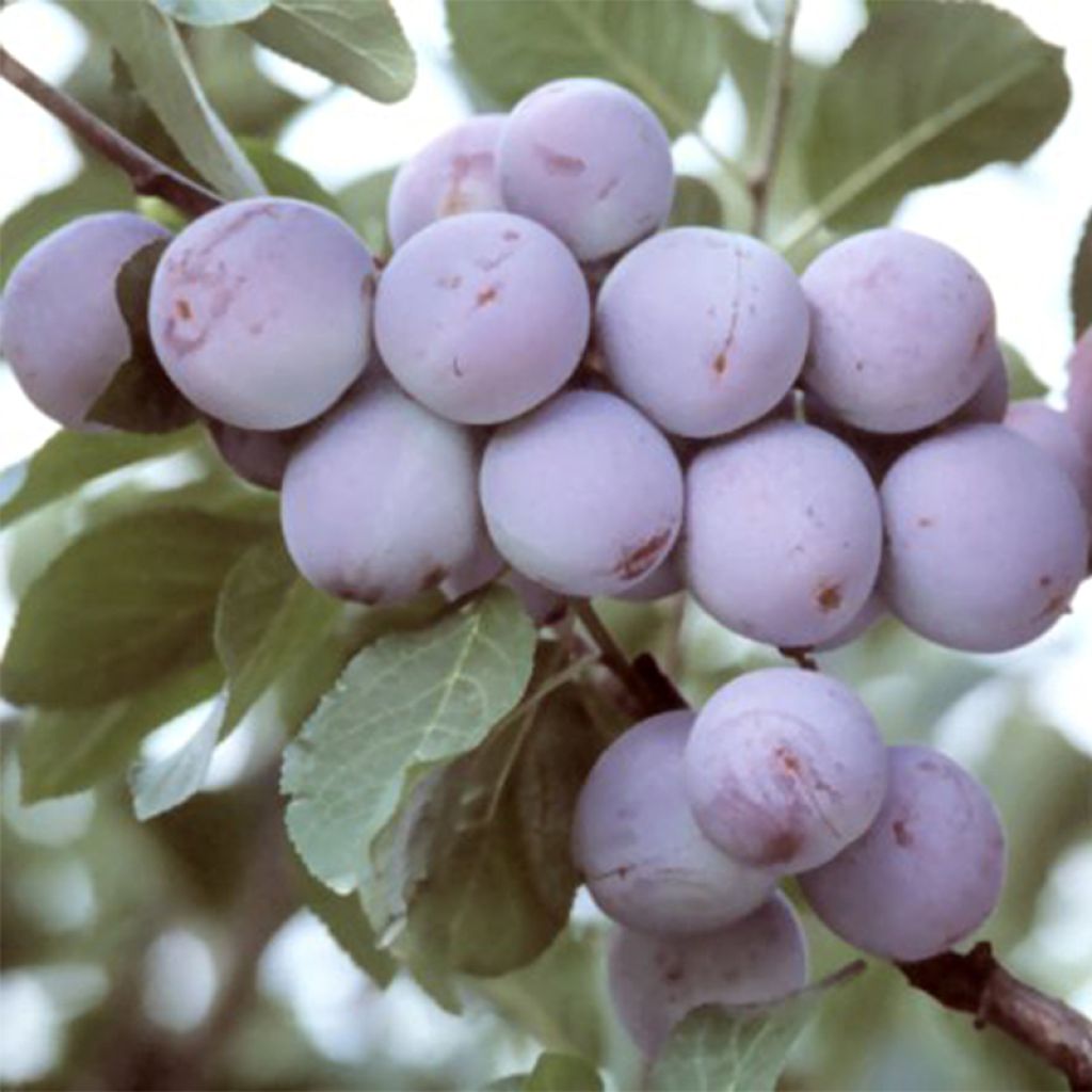 Prunus domestica Reine Claude d'Althan - Common plum