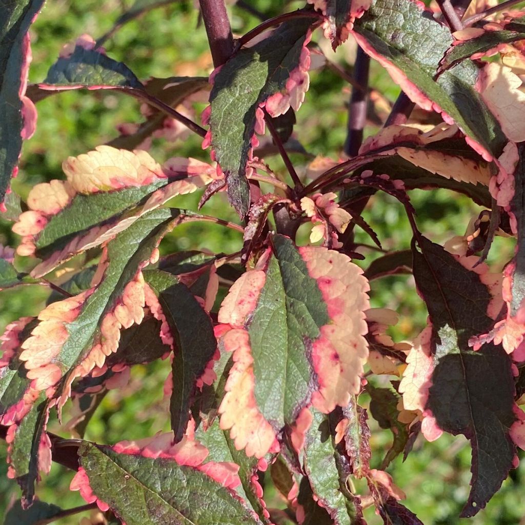 Prunus cerasifera Hessei - Cherry plum