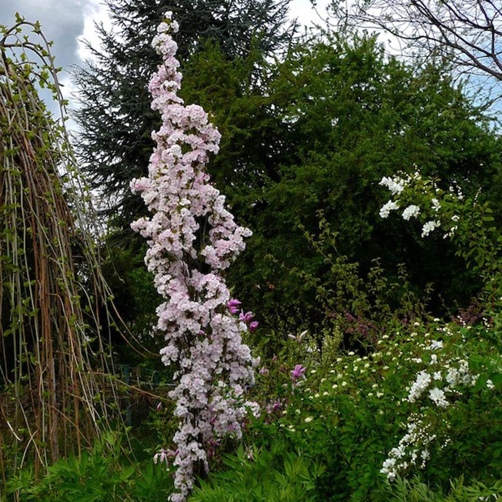 Prunus serrulata Amanogawa - Japanese Cherry