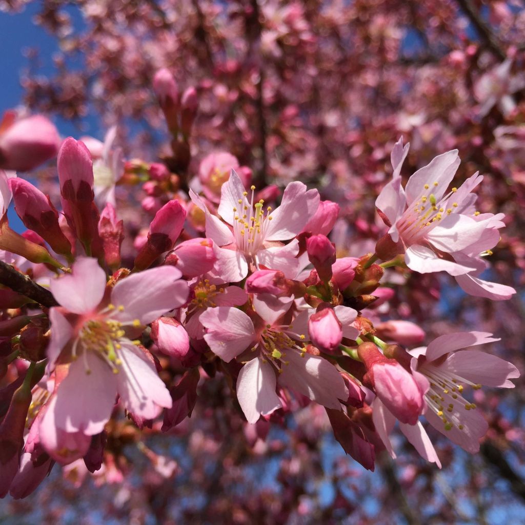 Prunus Okame - Cherry
