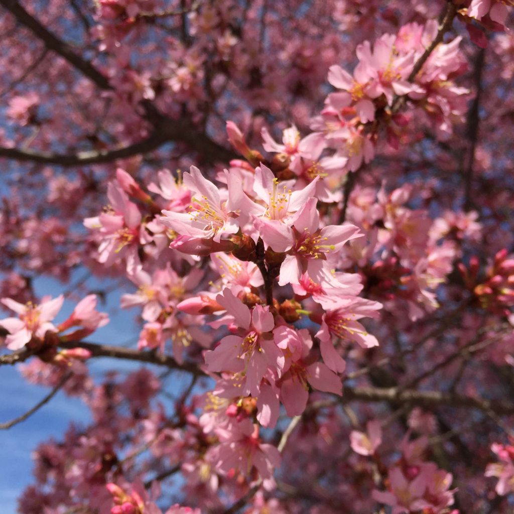Prunus Okame - Cherry