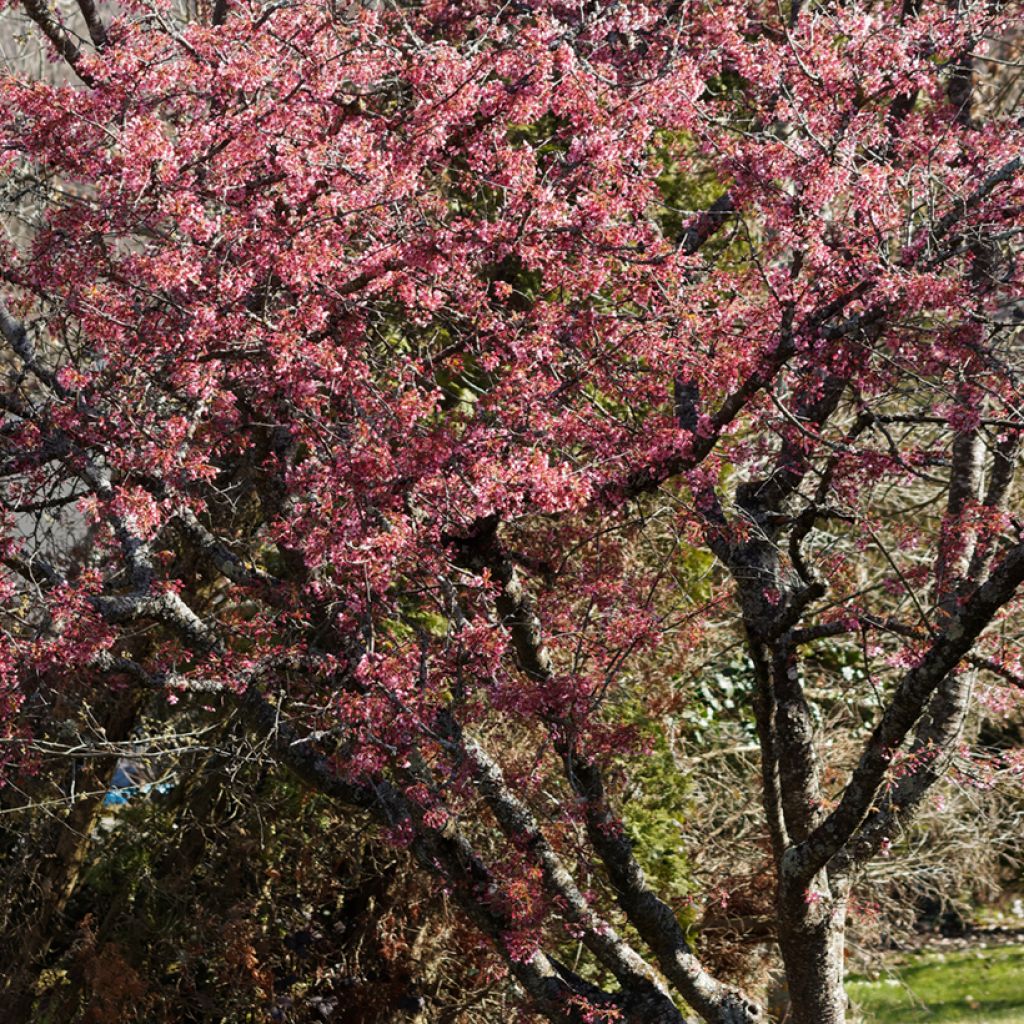 Prunus Okame - Cherry