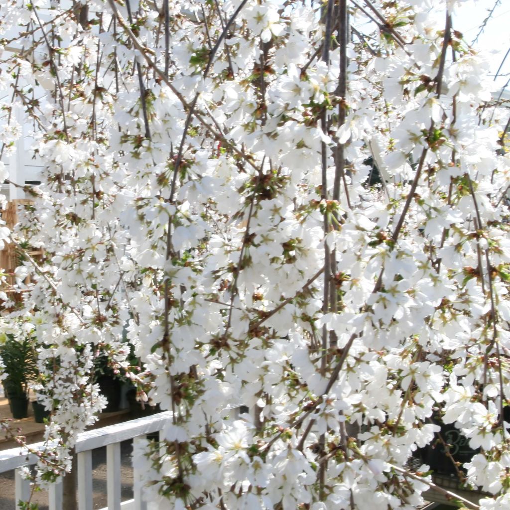 Prunus Snow Fountains - Cherry