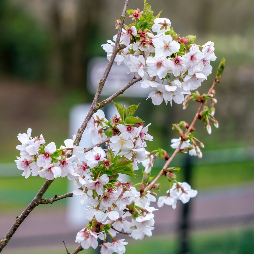 Prunus Umineko - Cherry