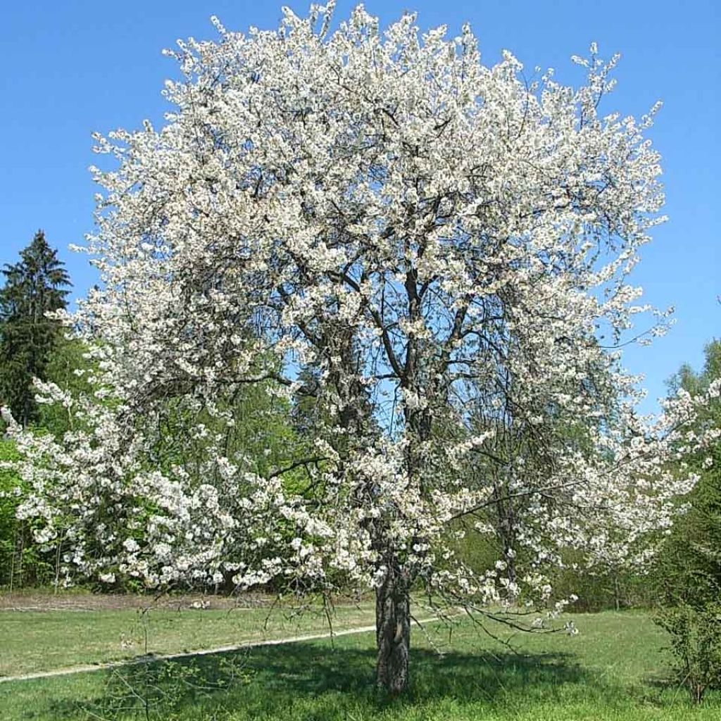 Prunus avium Moreau - Cherry Tree