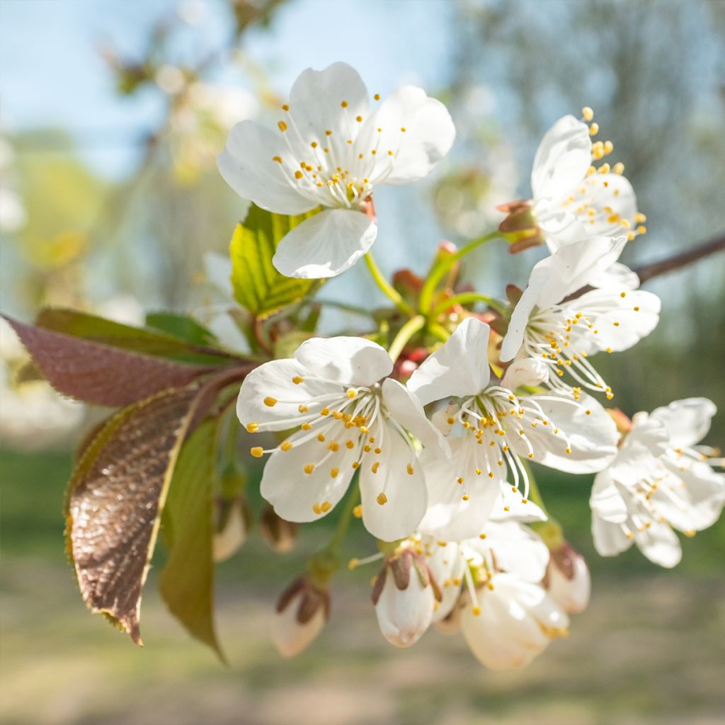 Prunus avium Schneiders Späte Knorpelkirsche - Cherry Tree