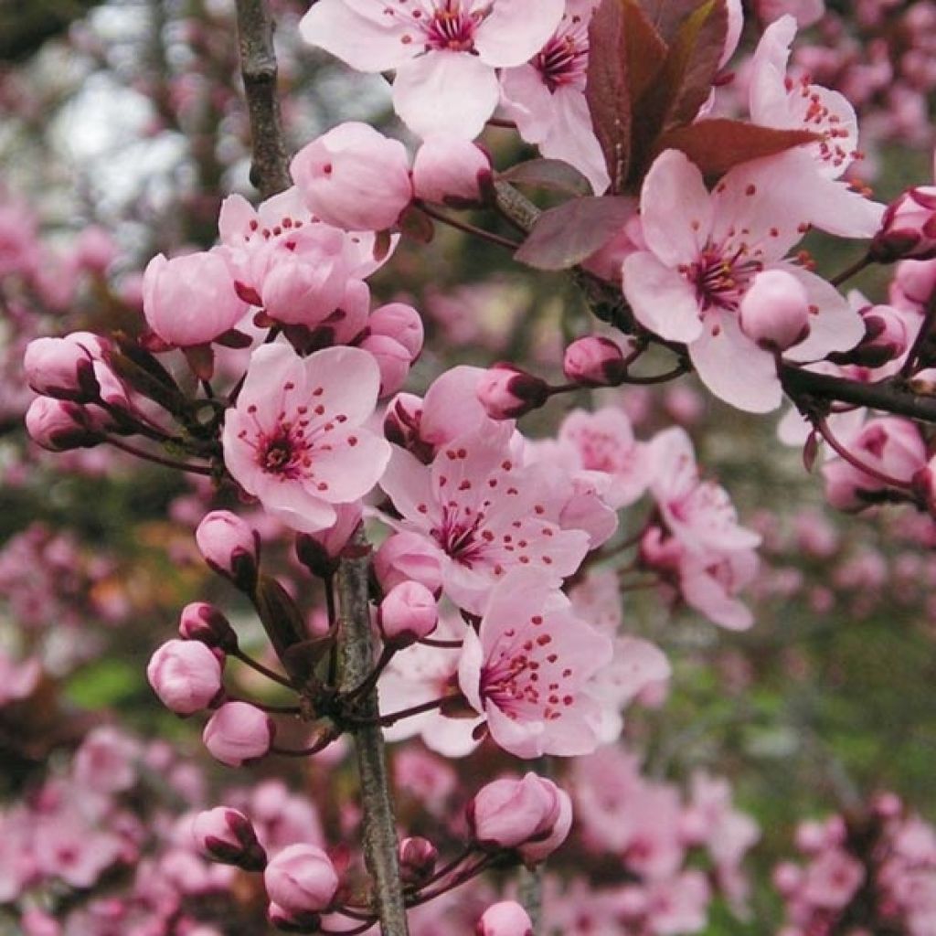 Prunus cerasifera Nigra (Atropurpurea) 