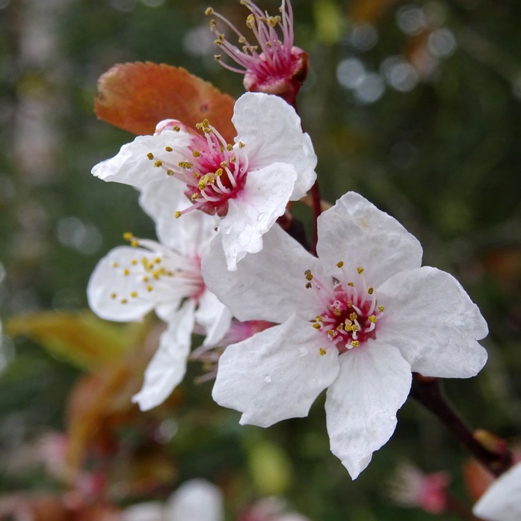 Prunus cerasifera