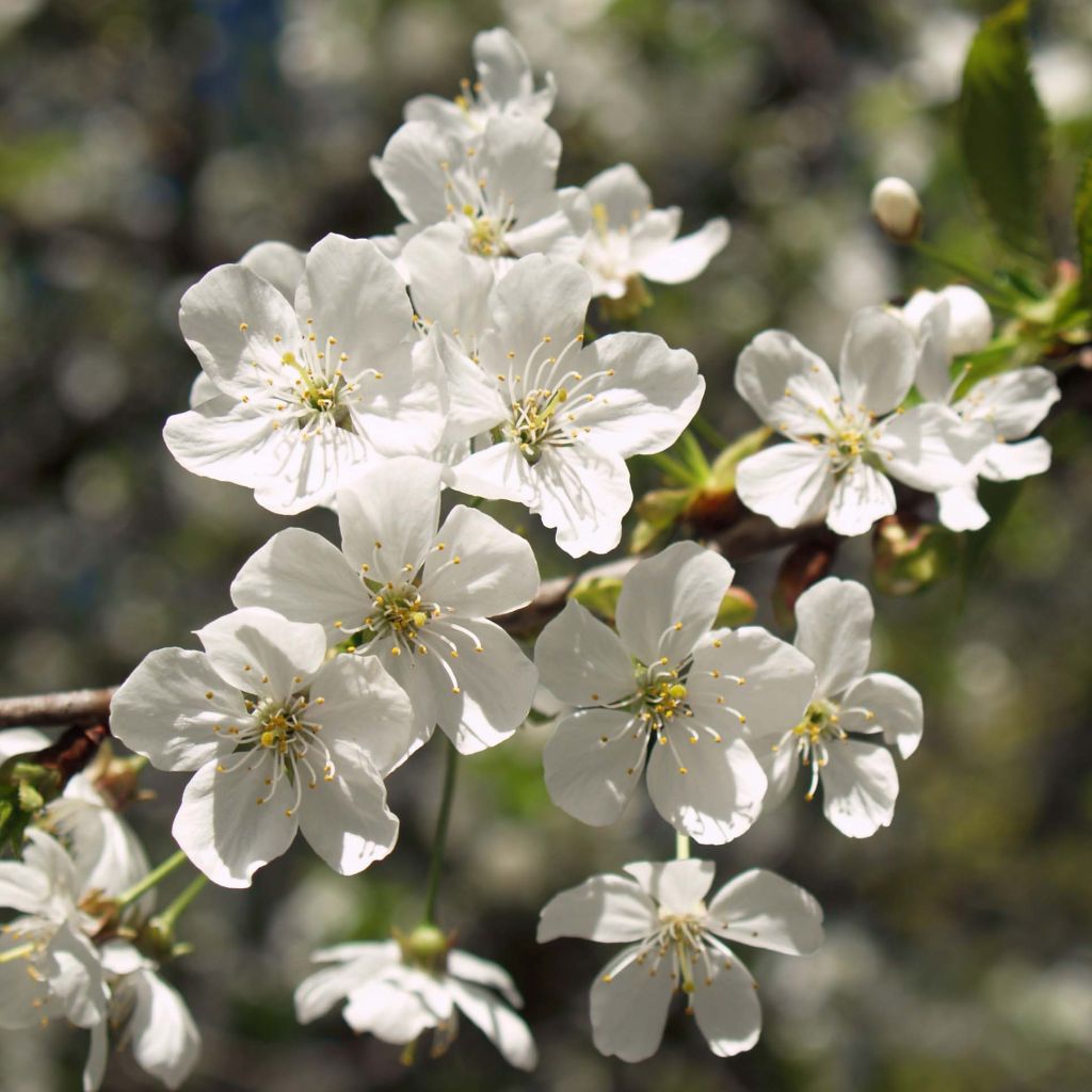 Prunus cerasus Anglaise Hâtive - Tart Cherry Tree