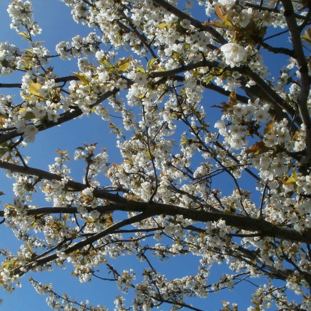 Prunus cerasus Anglaise Hâtive - Tart Cherry Tree