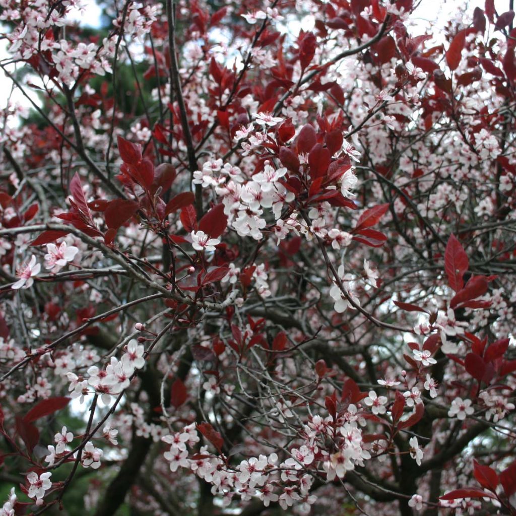 Prunus x cistena - Purple-leaved Sand Cherry