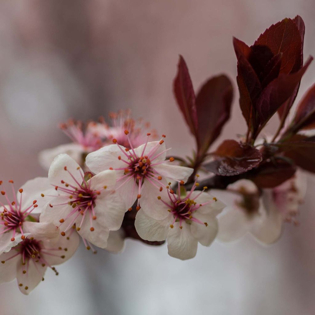 Prunus x cistena - Purple-leaved Sand Cherry