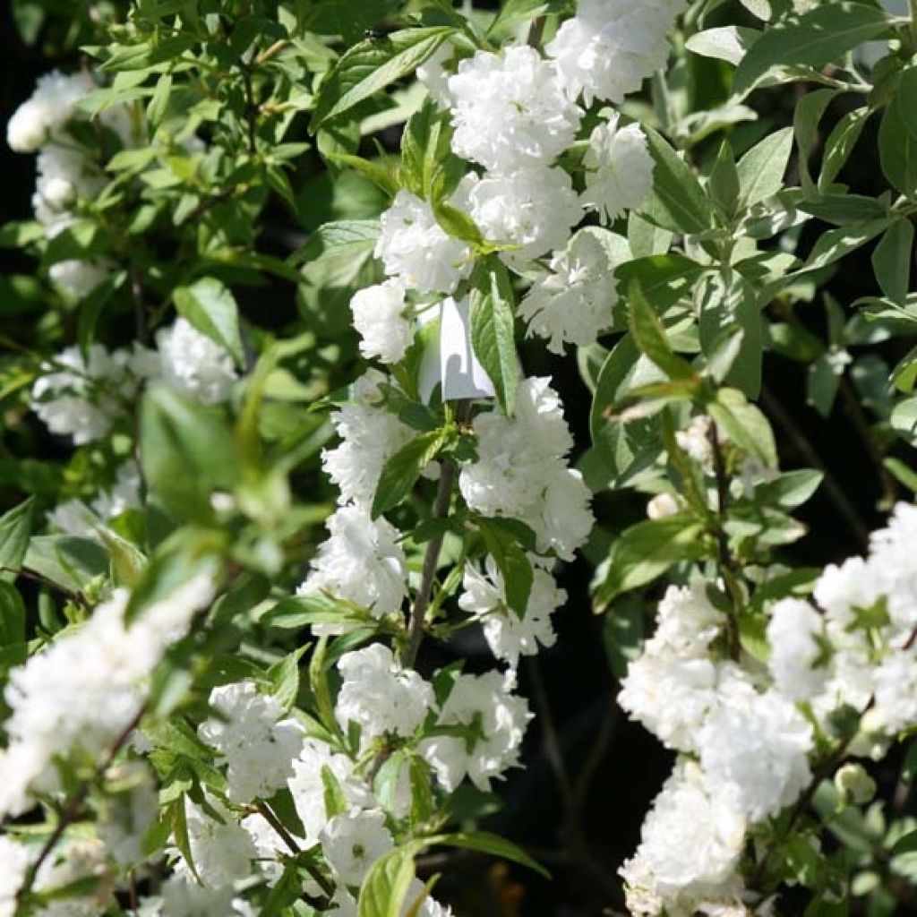 Prunus glandulosa Alba Plena - Dwarf flowering Almond