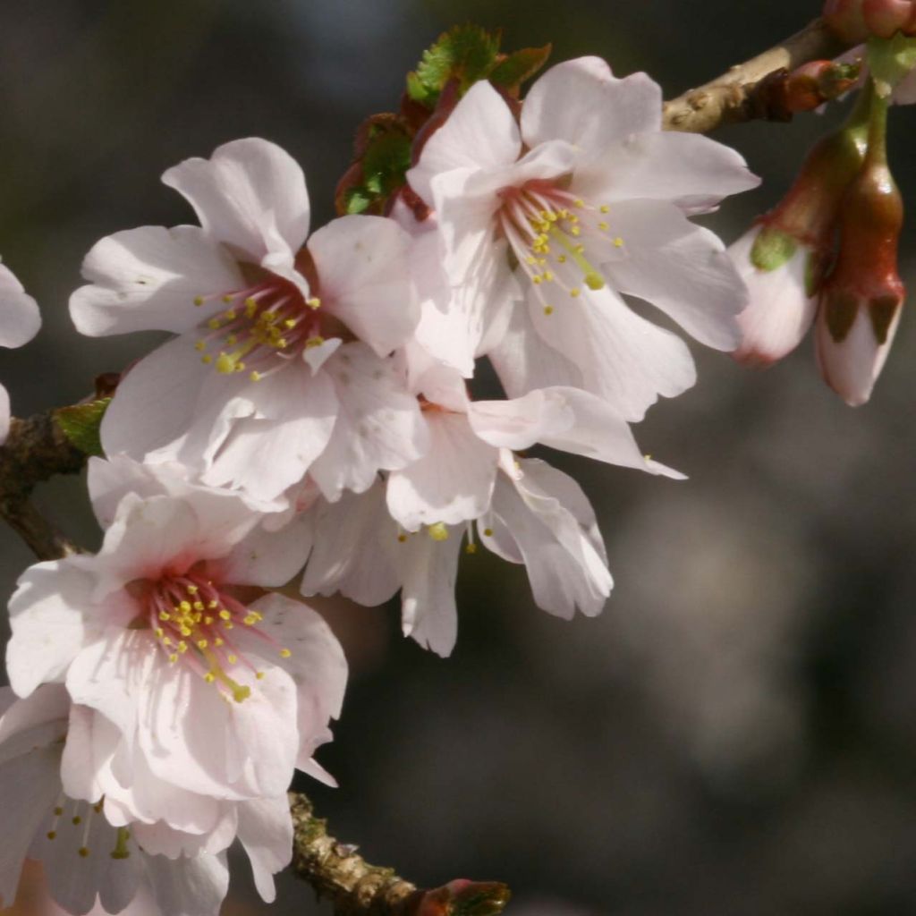 Prunus incisa Mikinori - Cherry