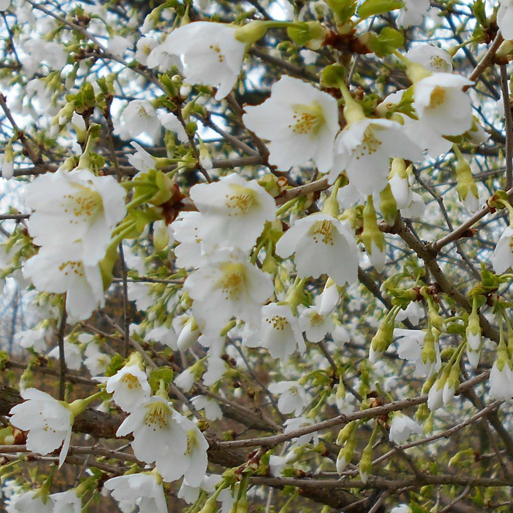 Prunus incisa Yamadei - Cherry